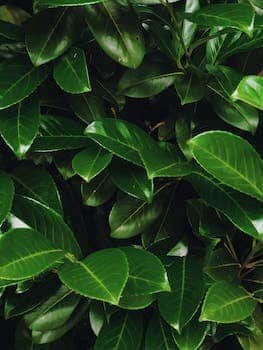 Les bienfaits du laurier sur la santé