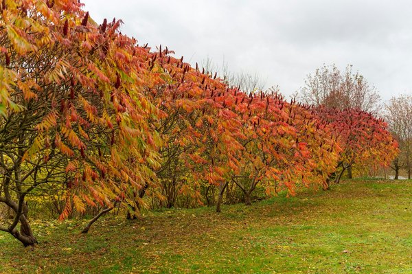 Comment utiliser le sumac en cuisine pour ajouter une touche acidulée ?